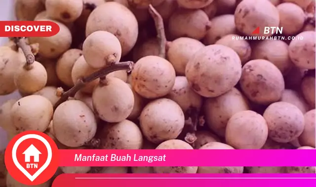 manfaat buah langsat