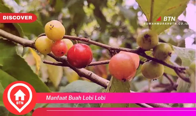 manfaat buah lobi lobi