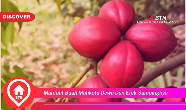 manfaat buah mahkota dewa dan efek sampingnya