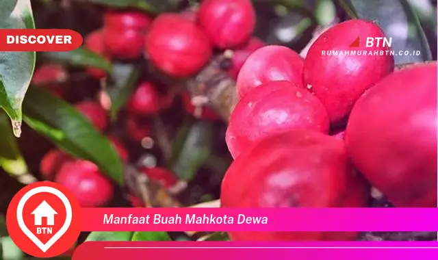 manfaat buah mahkota dewa