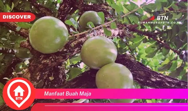 manfaat buah maja