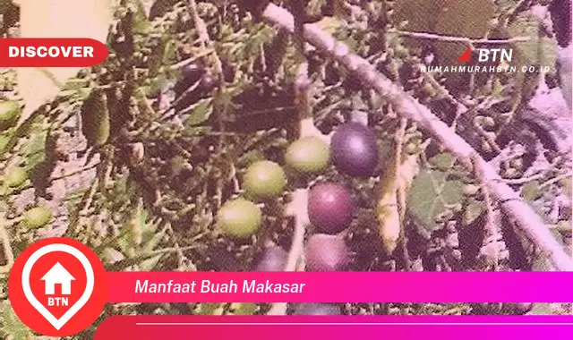 manfaat buah makasar