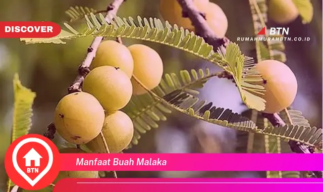 manfaat buah malaka