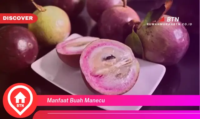 manfaat buah manecu