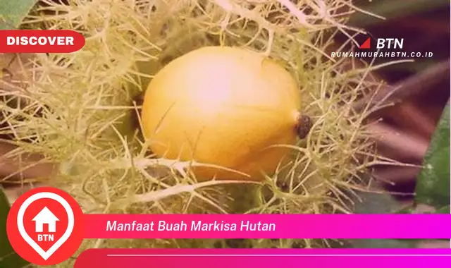 manfaat buah markisa hutan