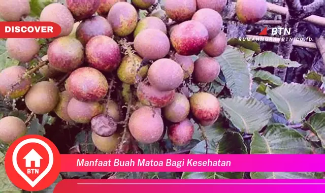 manfaat buah matoa bagi kesehatan