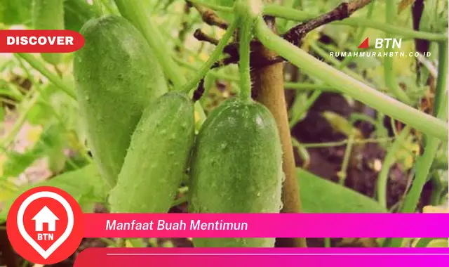 manfaat buah mentimun