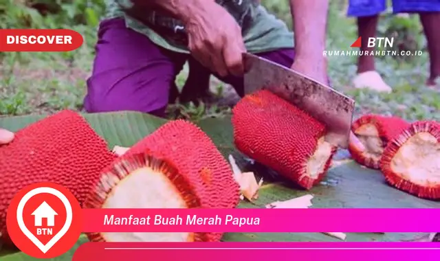 manfaat buah merah papua