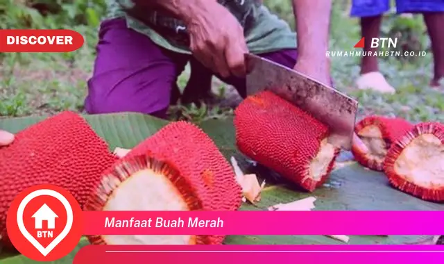 manfaat buah merah