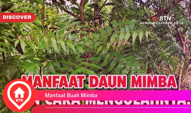 manfaat buah mimba