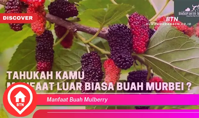 manfaat buah mulberry