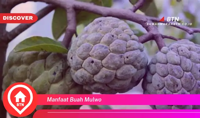 manfaat buah mulwo