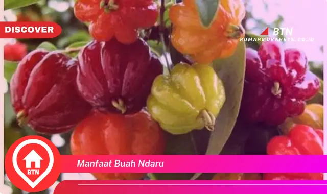 manfaat buah ndaru