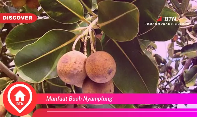 manfaat buah nyamplung