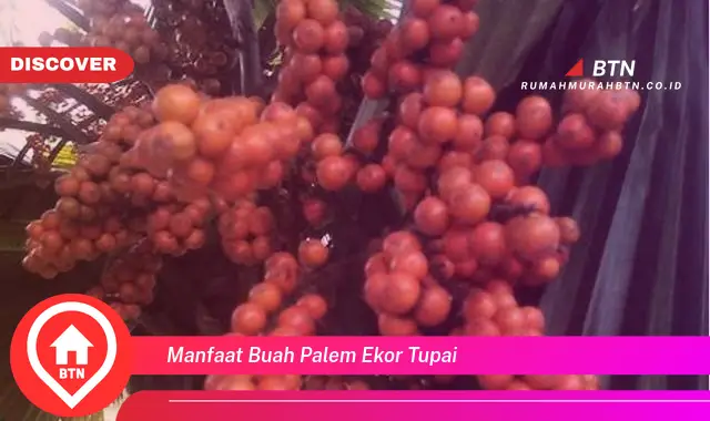 manfaat buah palem ekor tupai