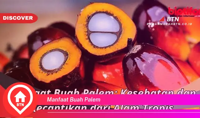 manfaat buah palem