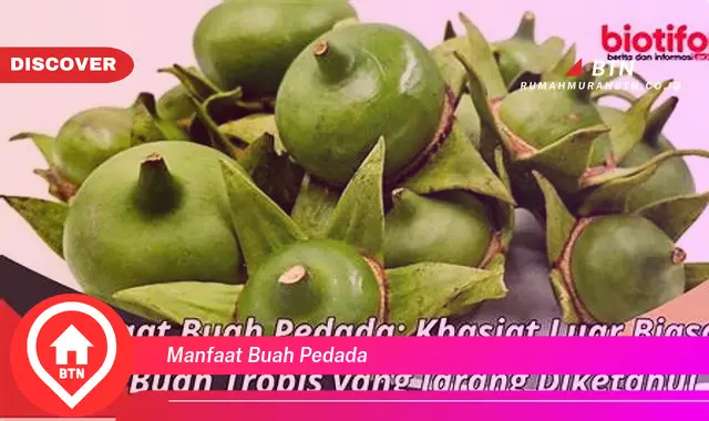 manfaat buah pedada