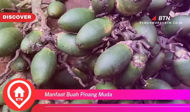 manfaat buah pinang muda