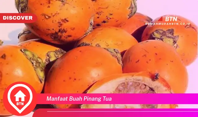 manfaat buah pinang tua