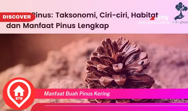 manfaat buah pinus kering