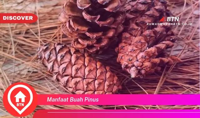 manfaat buah pinus