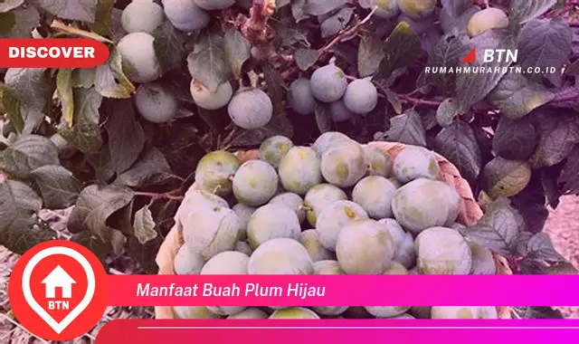 manfaat buah plum hijau