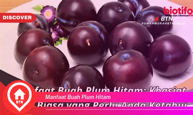 manfaat buah plum hitam