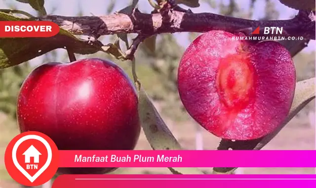 manfaat buah plum merah