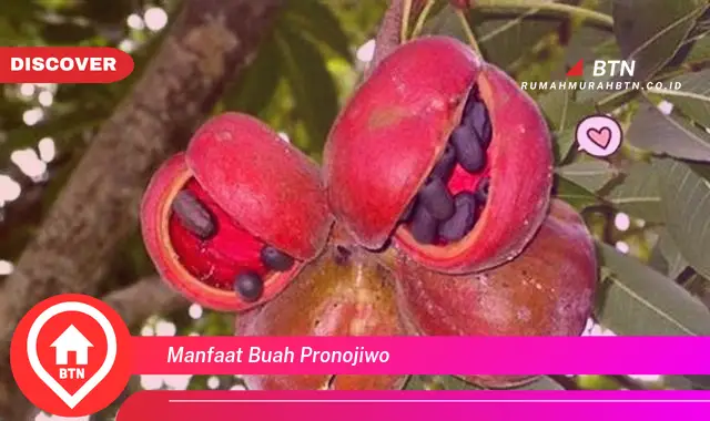 manfaat buah pronojiwo