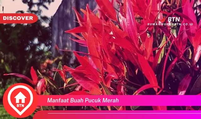 manfaat buah pucuk merah