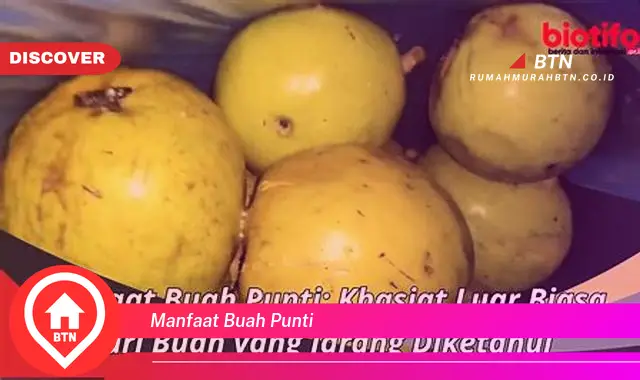 manfaat buah punti