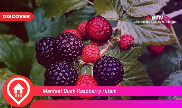 manfaat buah raspberry hitam