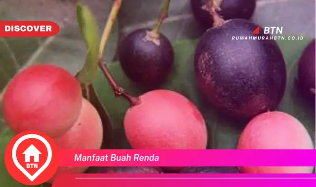 manfaat buah renda