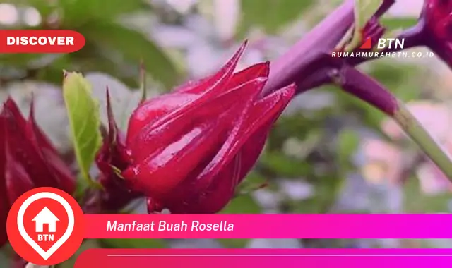 manfaat buah rosella