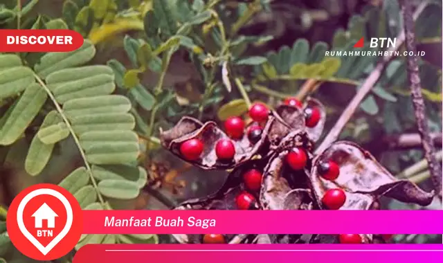 manfaat buah saga