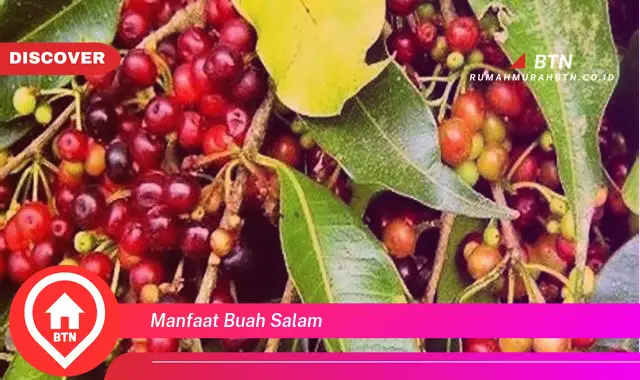 manfaat buah salam