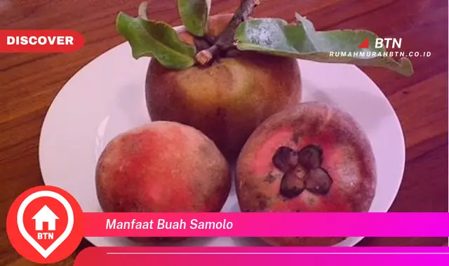 manfaat buah samolo