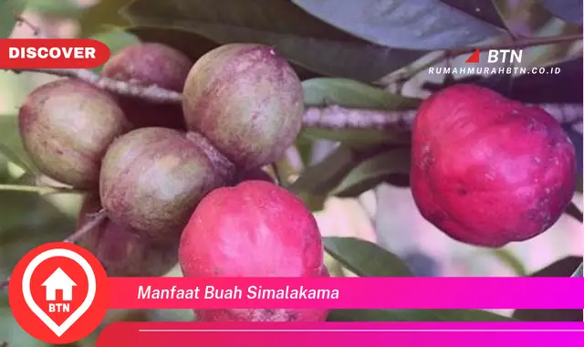 manfaat buah simalakama