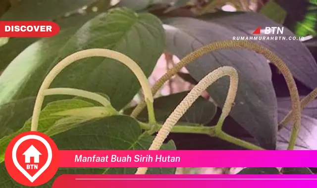 manfaat buah sirih hutan