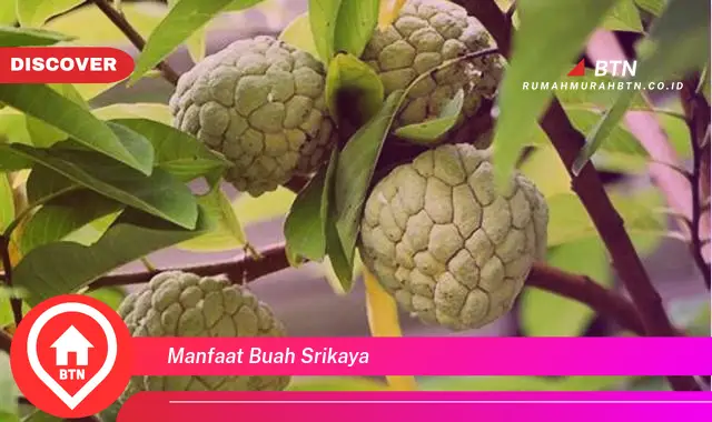 manfaat buah srikaya