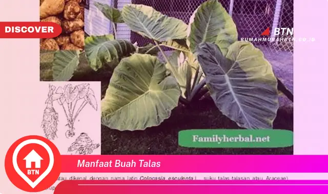 manfaat buah talas