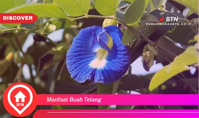 manfaat buah telang