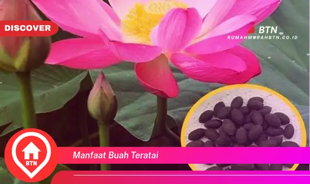 manfaat buah teratai