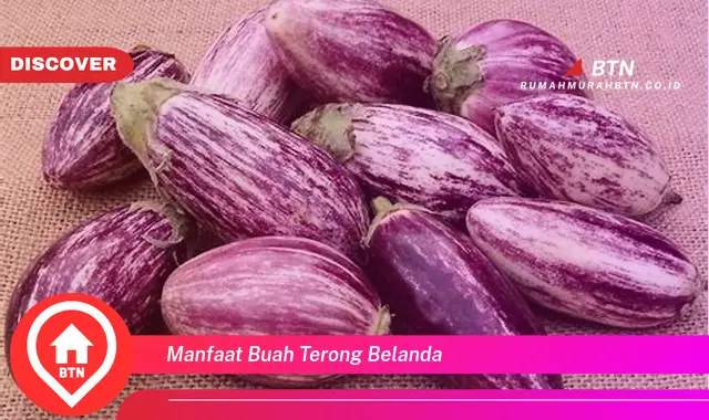 manfaat buah terong belanda