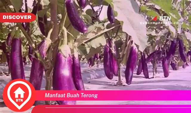 manfaat buah terong