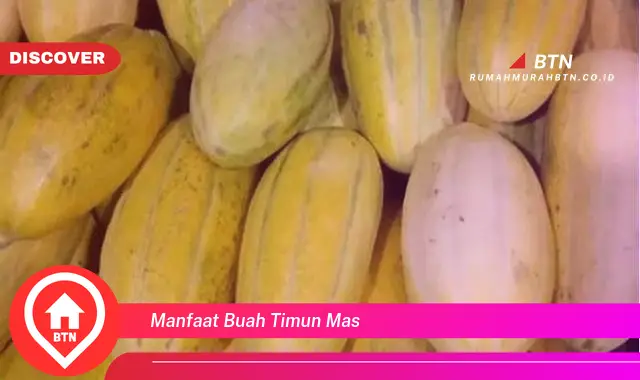 manfaat buah timun mas