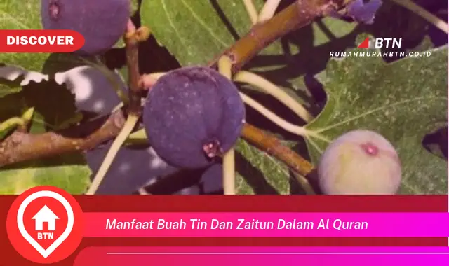 manfaat buah tin dan zaitun dalam al quran