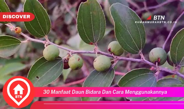 30 manfaat daun bidara dan cara menggunakannya