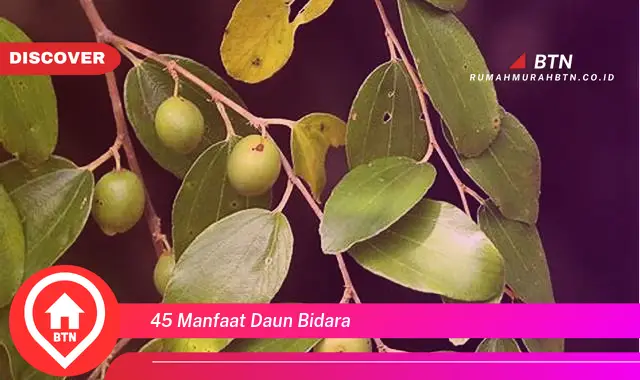 45 manfaat daun bidara