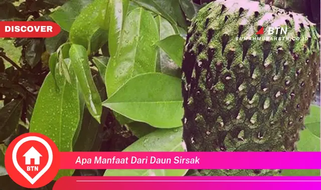 apa manfaat dari daun sirsak